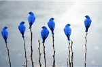 Blue-Bird
